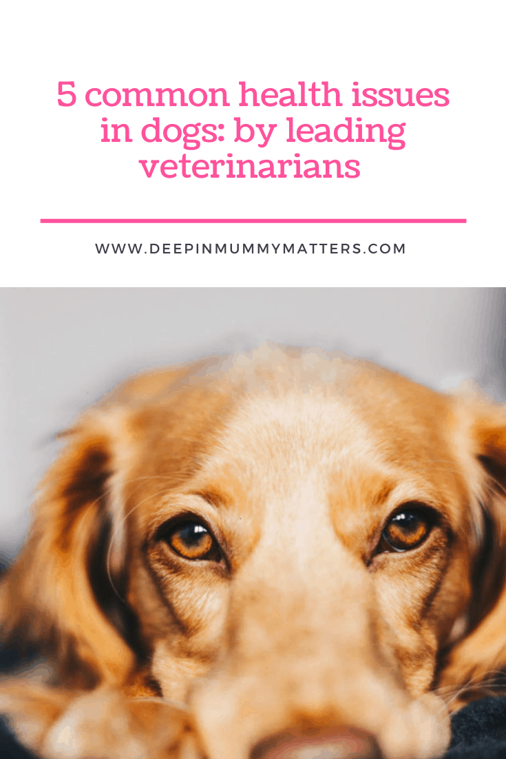 5 Common Health Issues In Dogs: By Leading Veterinarians 1