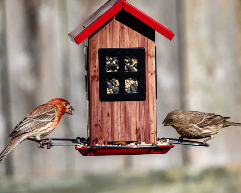 Bird feeder