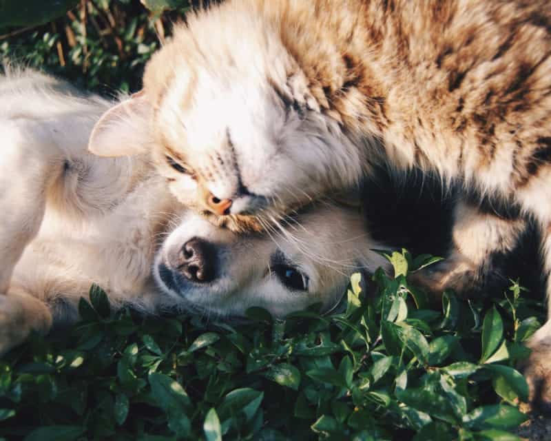 Tips On How To Keep Your Pet Healthy And Happy
