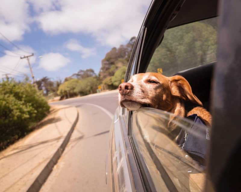 6 Simple Ways to Pet-Proof Your Vehicle