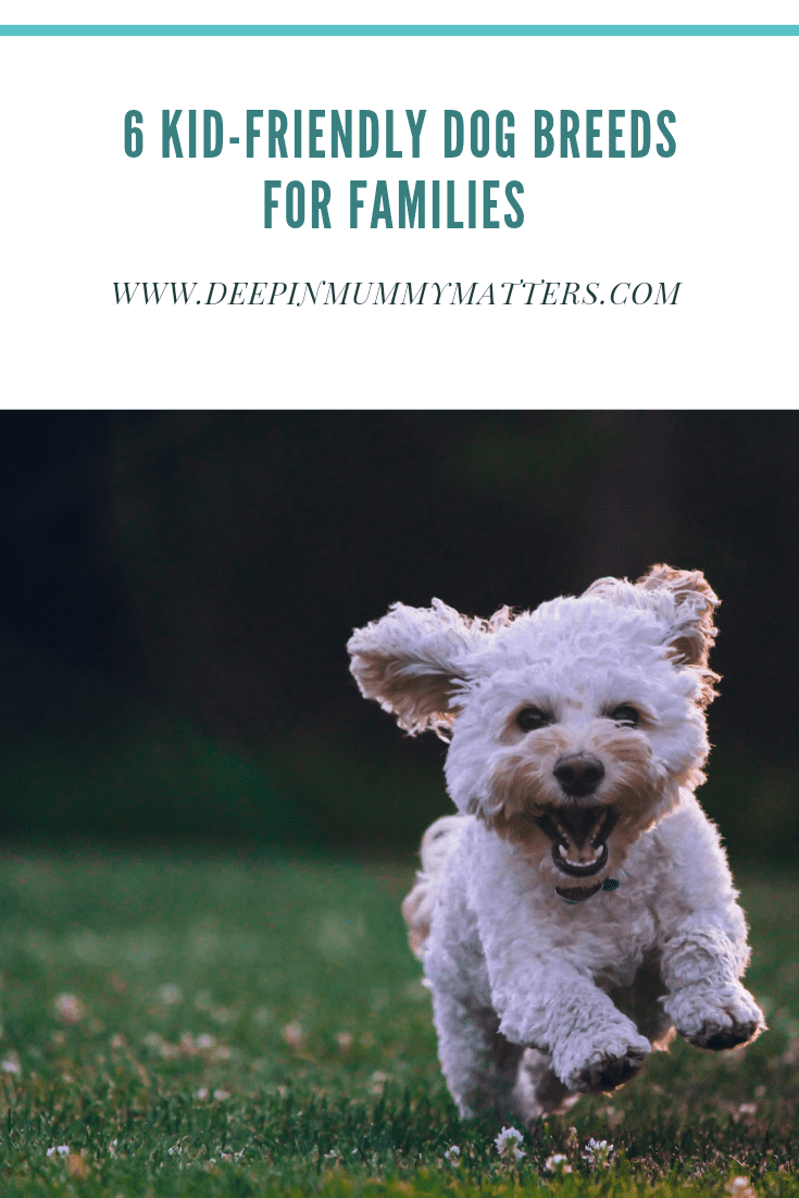 6 Kid-Friendly Dog Breeds For Families 1