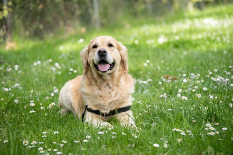 Park with your dog