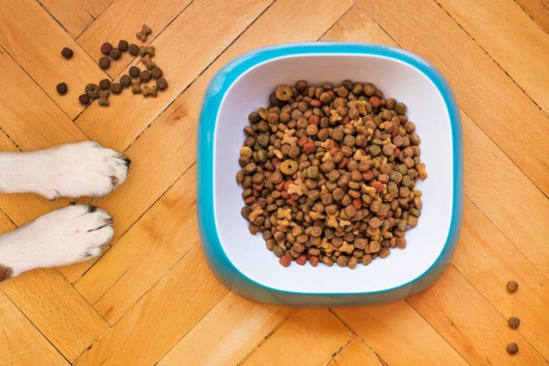 Healthy dog food