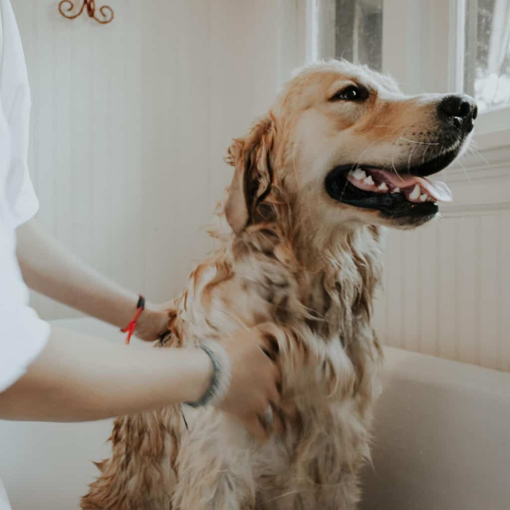 Top Tips On How To Take Proper Care Of Your Pets