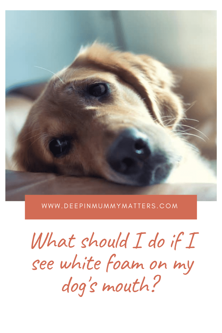 What Should I Do If I See White Foam On My Dog’s Mouth? 1