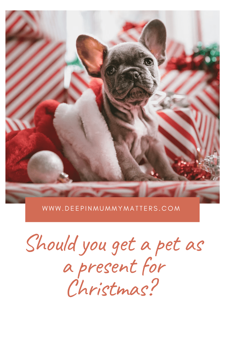Should you get a pet as a present for Christmas? 2