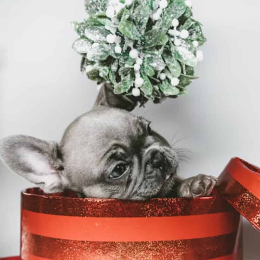 Should you get a pet as a present for Christmas?