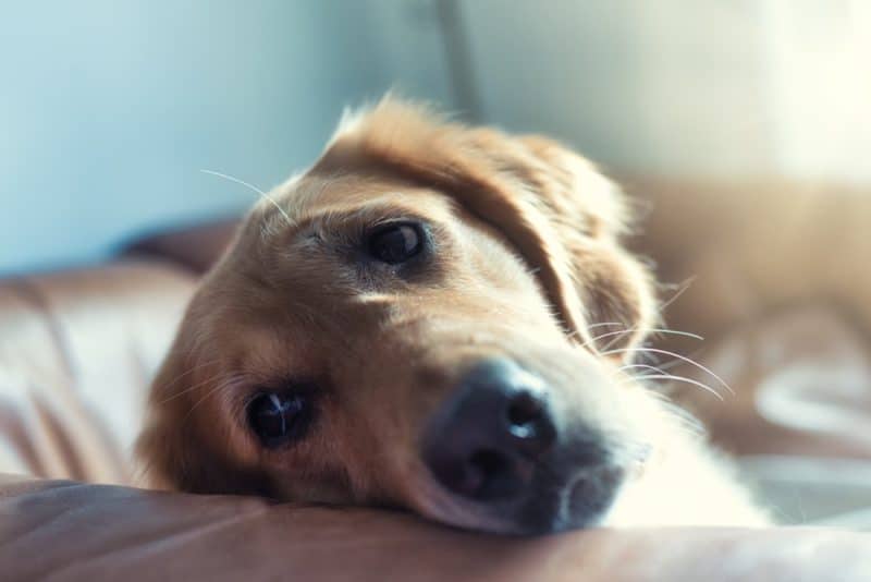 White Foam On My Dog’s Mouth