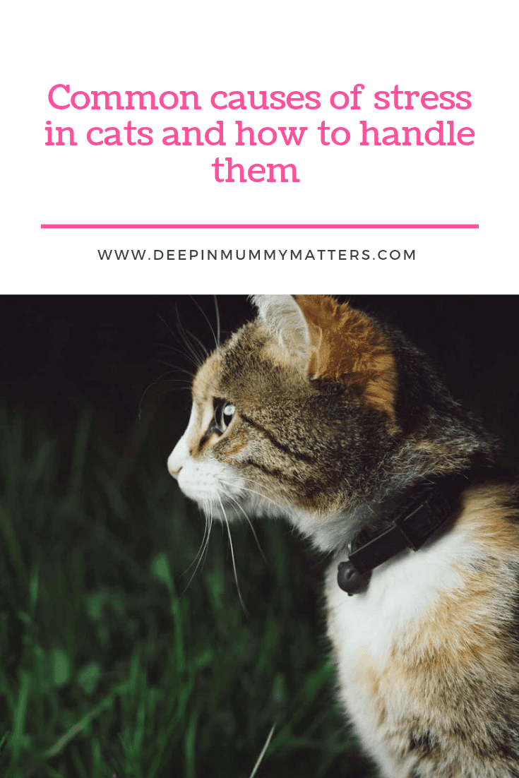 Common Causes Of Stress In Cats And How To Handle Them 1