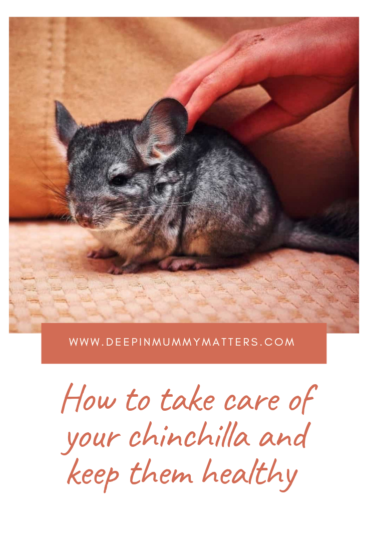 How To Take Care Of Your Chinchilla And Keep Them Healthy 1