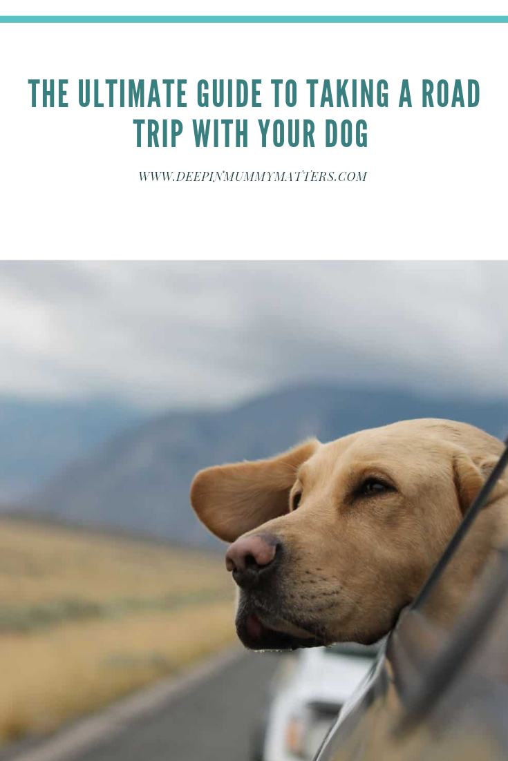 The Ultimate Guide to Taking a Road Trip With Your Dog 1