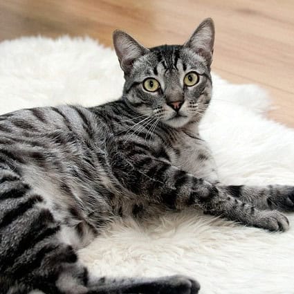 cat 468232 640
