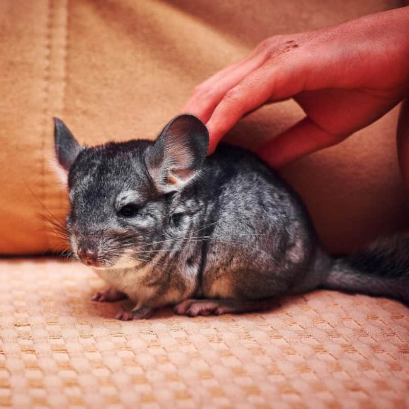 How to care for your chinchilla