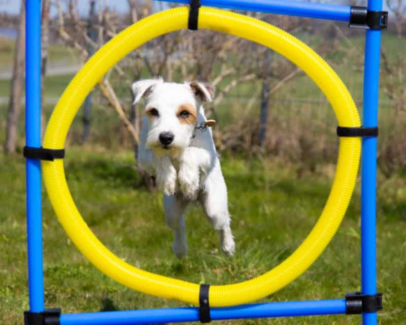 Dog agility