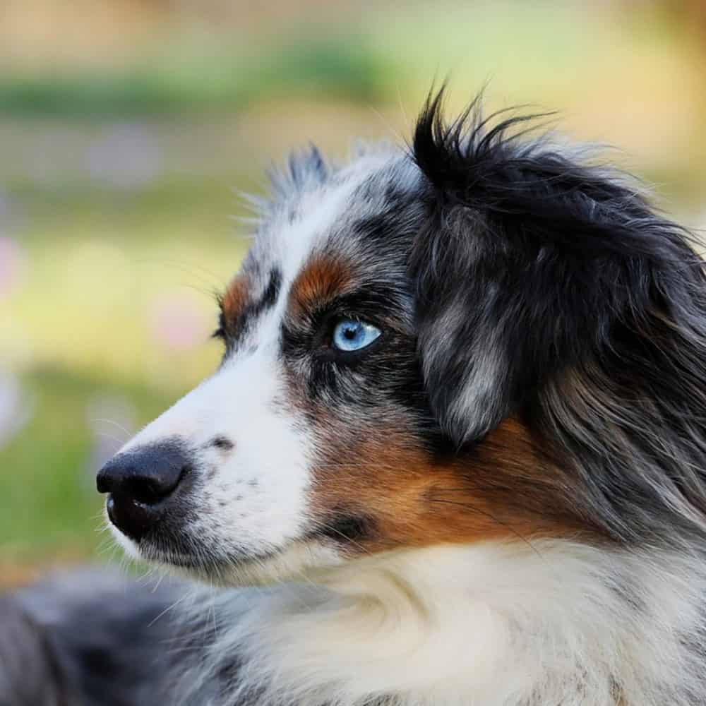 Popular Dog Breed Mixes That Might Interest You