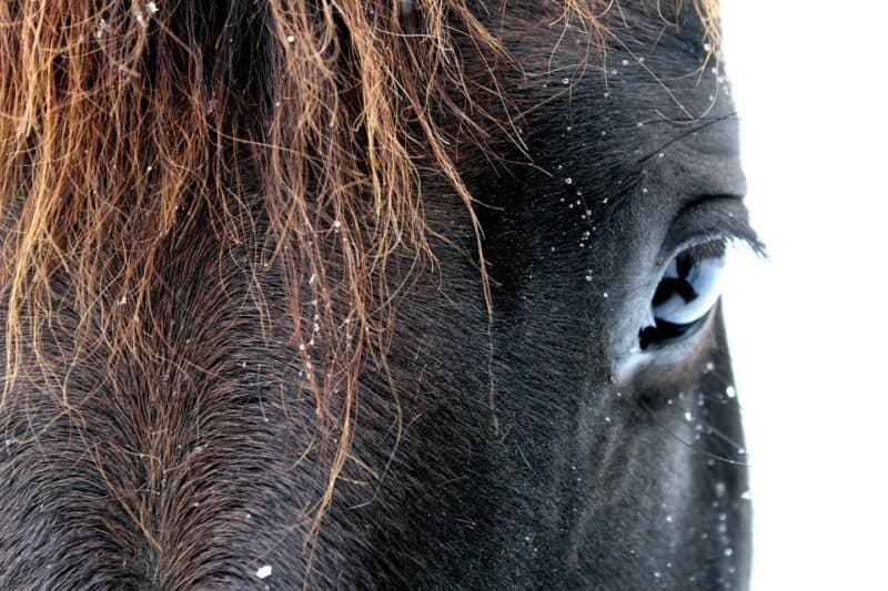 Why Your Horse Needs A Special Care During Winter 1