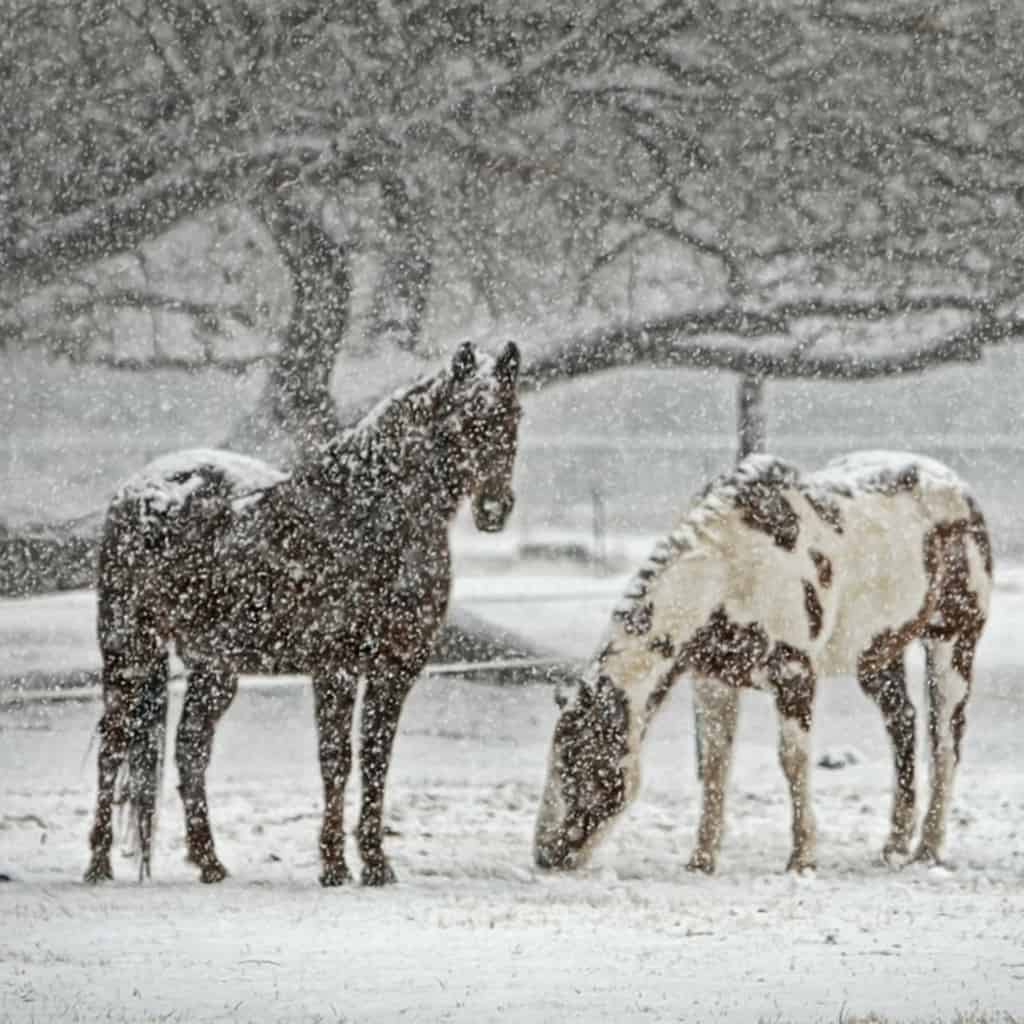 Why Your Horse Needs A Special Care During Winter