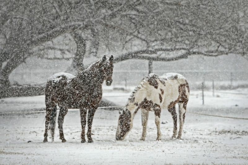 Horses in winter