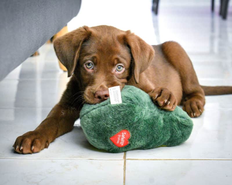 Labrador dog breeders