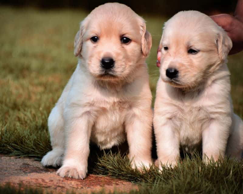 Labrador puppies