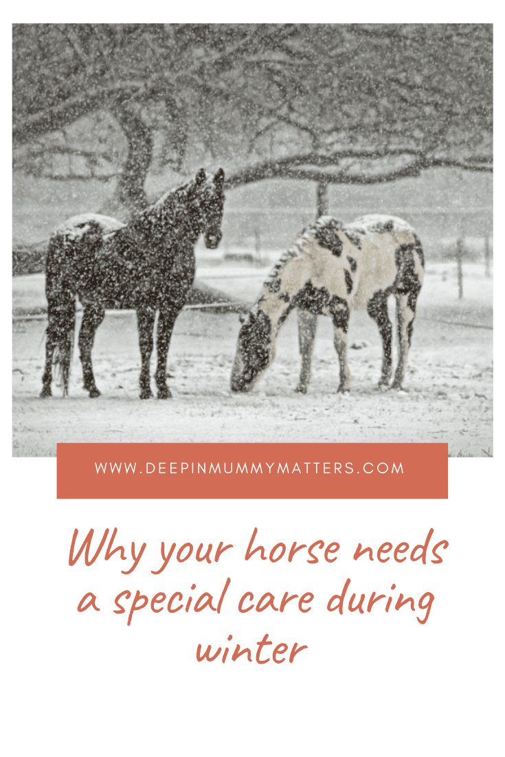 Why Your Horse Needs A Special Care During Winter 2