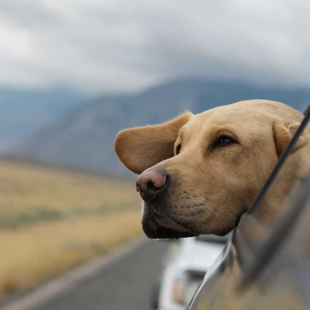 Road Trip With Your Dog
