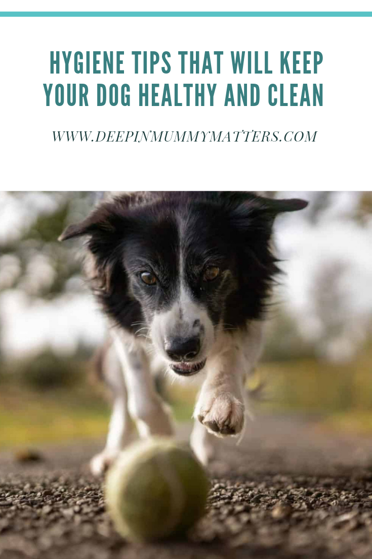 Hygiene Tips That Will Keep Your Dog Healthy And Clean 1