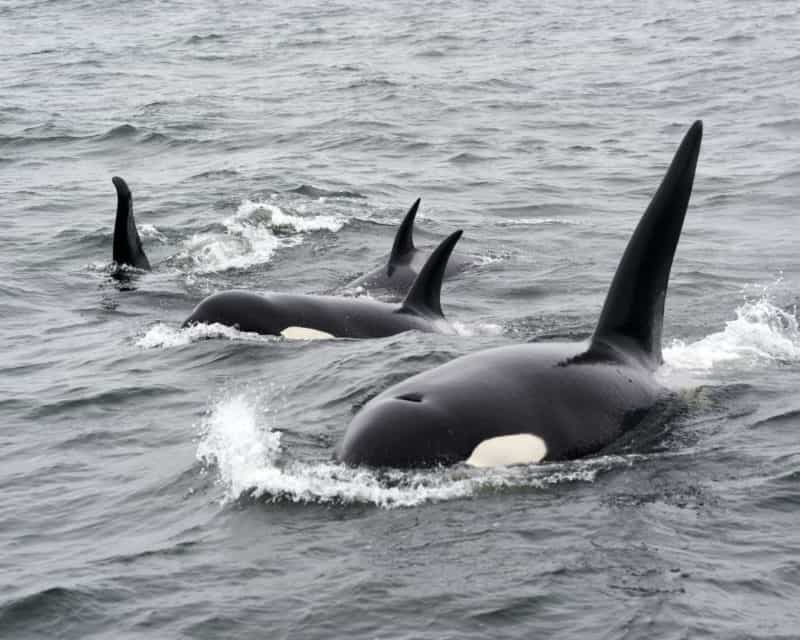 Orcas