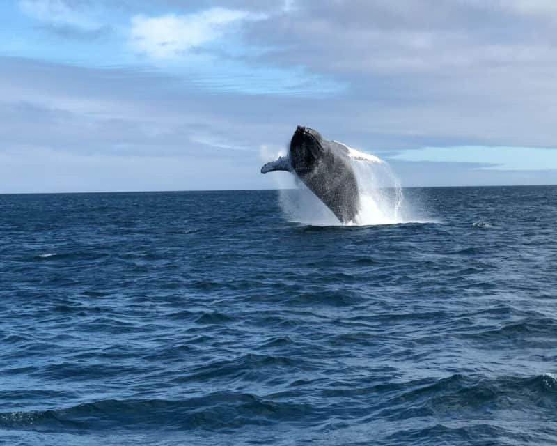 Whale watching