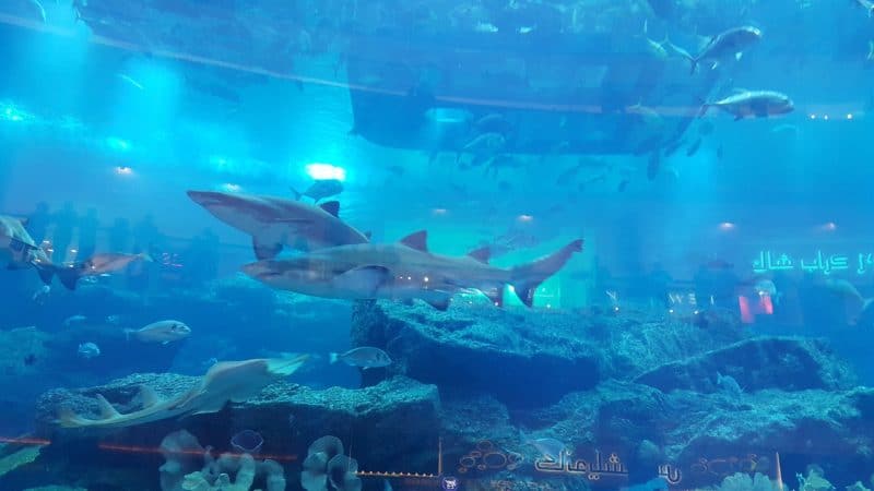 Dubai Aquarium