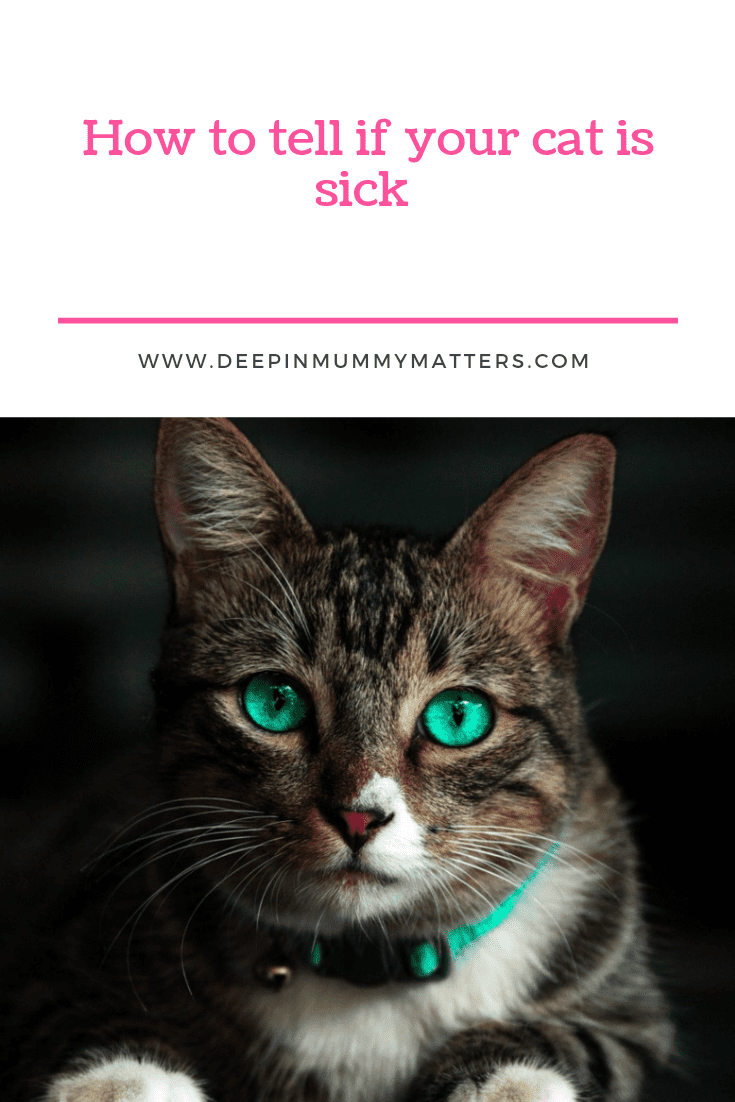 How to Tell if Your Cat is Sick 2