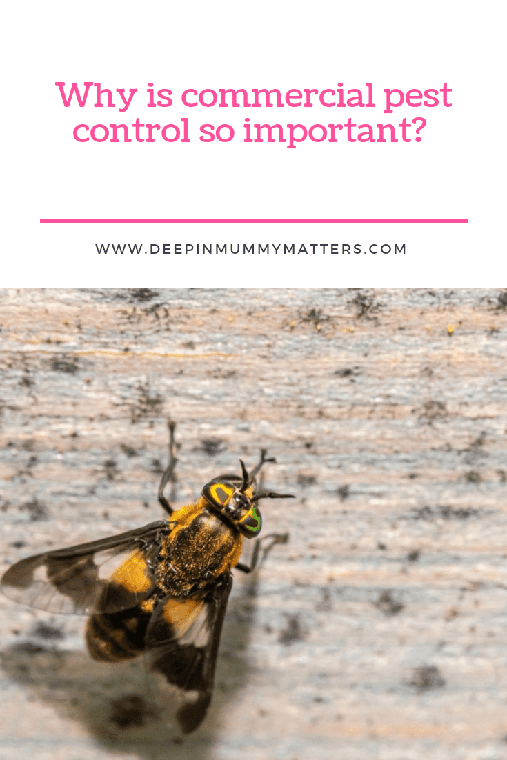 Why is Commercial Pest Control So Important? 2