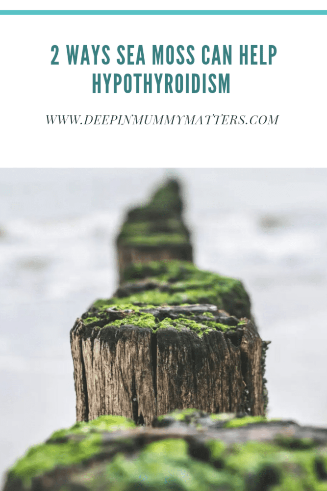 2 Ways Sea Moss can help Hypothyroidism Mummy Matters Parenting and