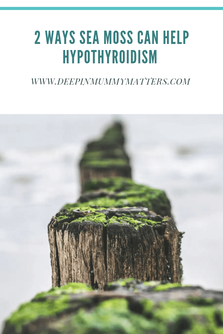 2 Ways Sea Moss can help Hypothyroidism 2