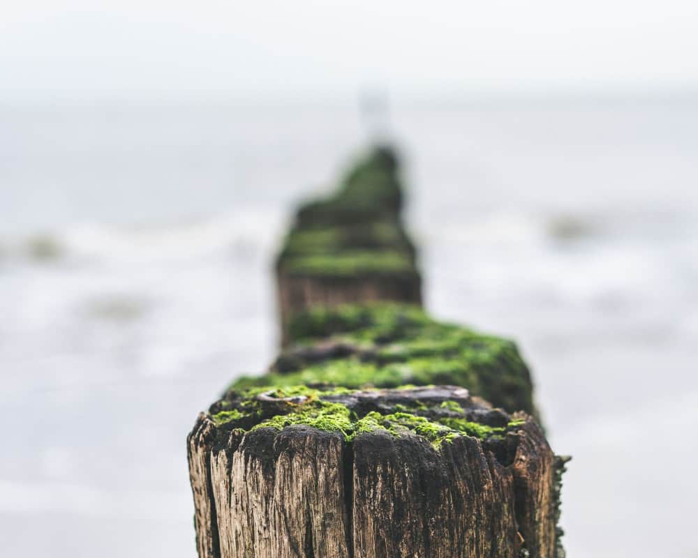 2 Ways Sea Moss can help Hypothyroidism Mummy Matters Parenting and