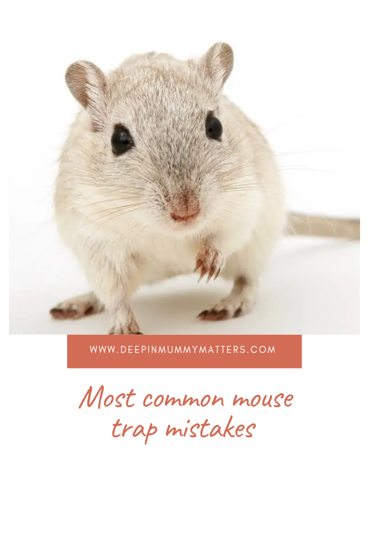 Most Common Mouse Trap Mistakes 1
