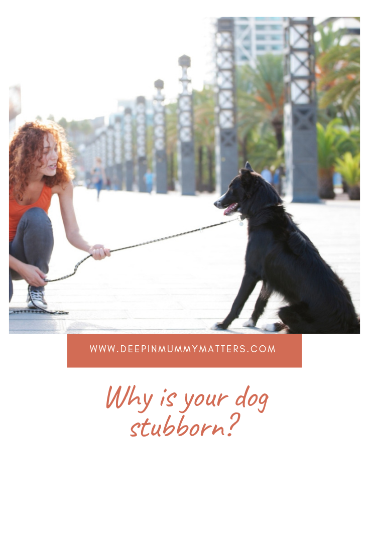 Why Is Your Dog Stubborn? 1