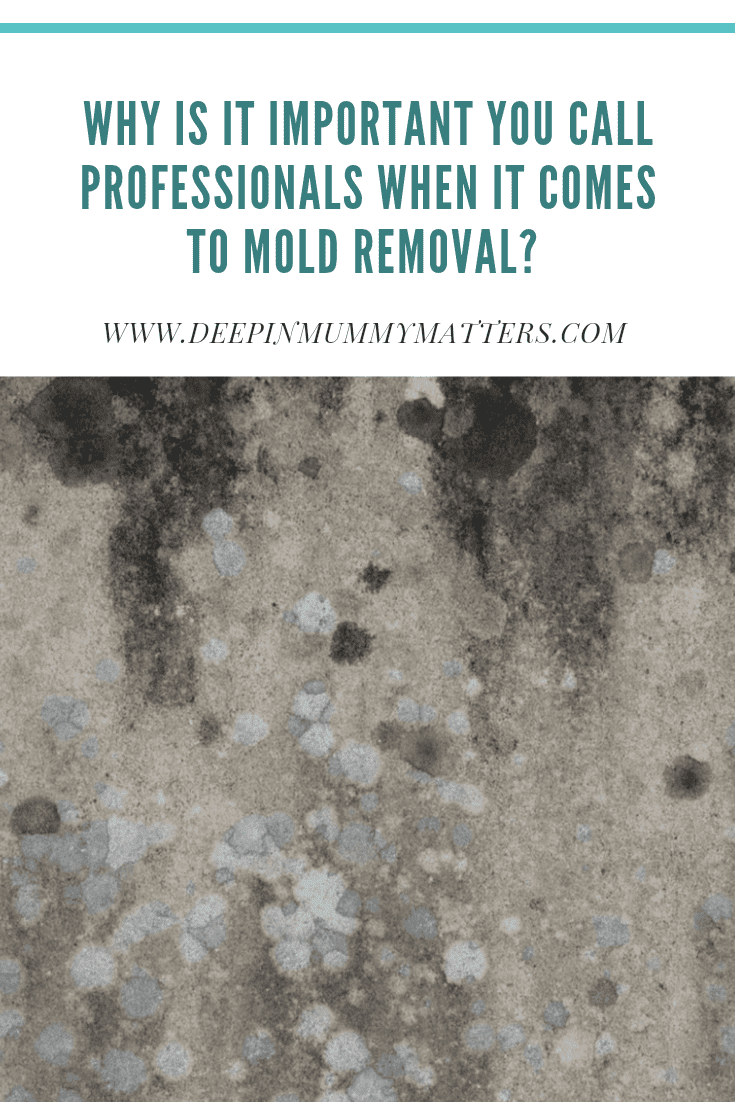 Why Is It Important You Call Professionals When It Comes To Mold Removal? 1