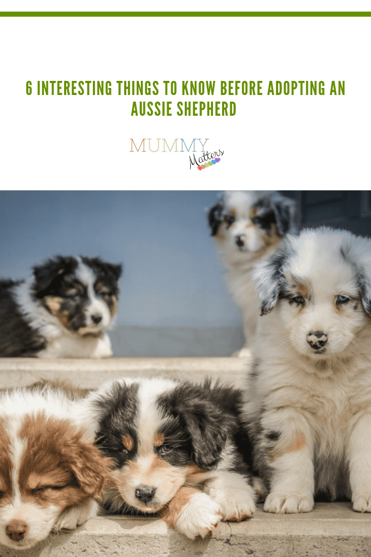6 Interesting Things To Know Before Adopting An Aussie Shepherd 1