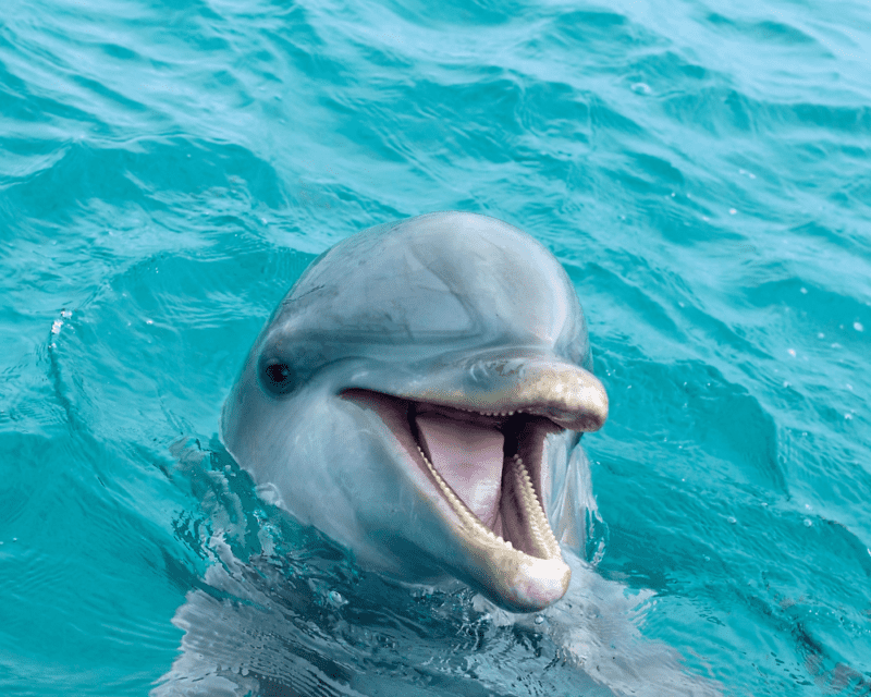 Dolphin