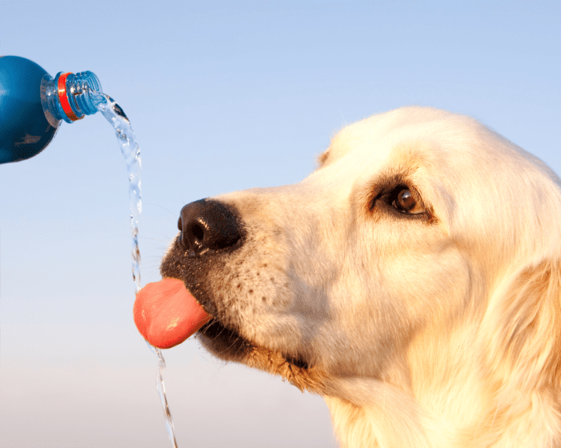 Dog hydration