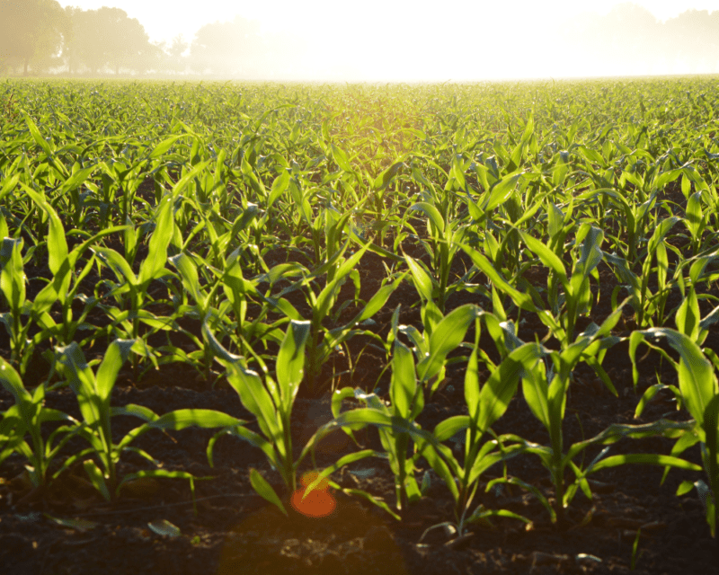 protecting soil