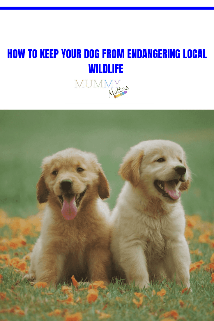 How To Keep Your Dog From Endangering Local Wildlife 1