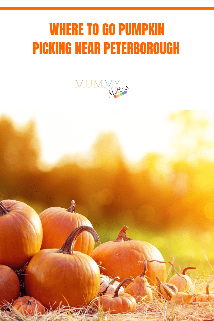 Where to Go Pumpkin Picking near Peterborough 2