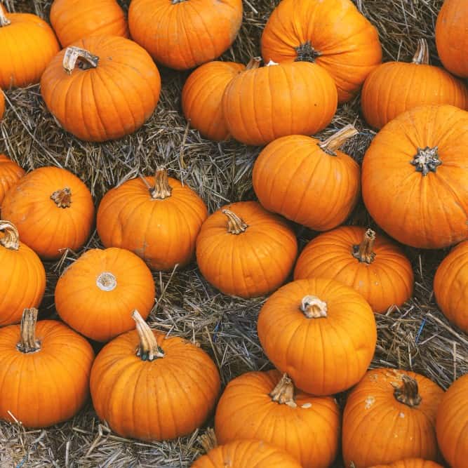 pumpkin picking