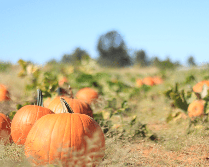 Pumpkin Picking