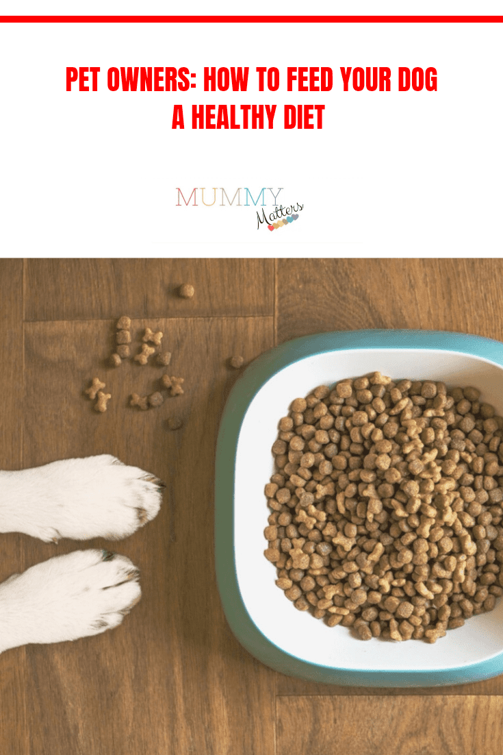 Pet Owners: How to Feed Your Dog a Healthy Diet 1