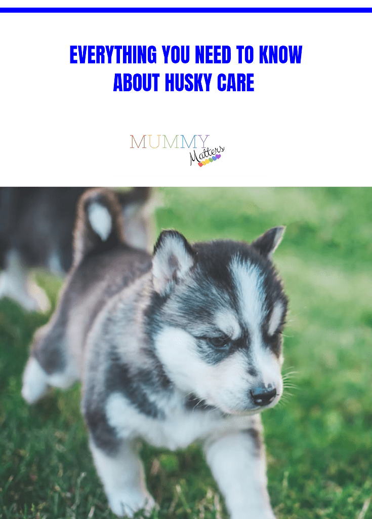 Everything You Need To Know About Husky Care 1