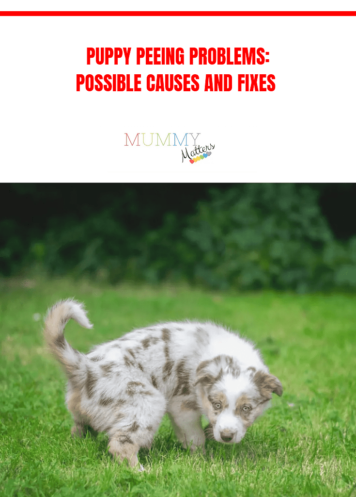 Puppy Peeing Problems: Possible Causes And Fixes 5