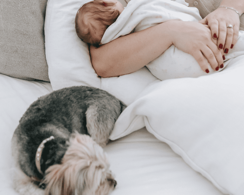 4 Smart Ways to Encourage Your Dog and Baby to Bond 1